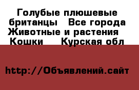 Голубые плюшевые британцы - Все города Животные и растения » Кошки   . Курская обл.